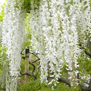 Wisteria sinensis Jako - Jako White Chinese Wisteria - growing - ready April 2025