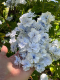 Hydrangea Fuji Waterfall - growing - ready Feb 2025!