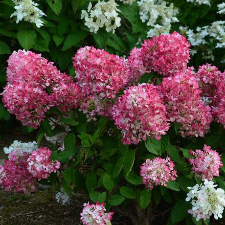 Hydrangea paniculata Diamond Rouge