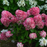 Hydrangea paniculata Diamond Rouge