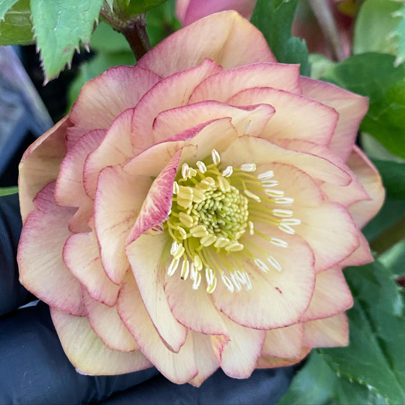 Hellebore Double Peach Melba