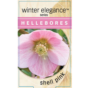 Hellebore Single Shell Pink