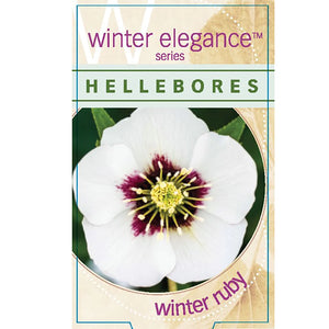 Hellebore Single Winter Ruby