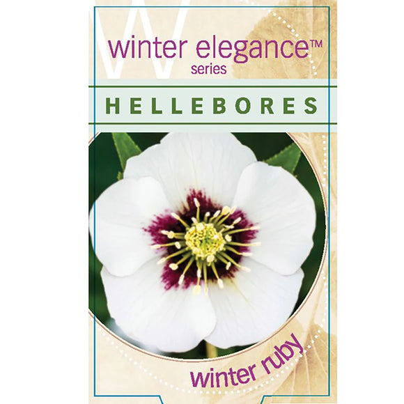 Hellebore Single Winter Ruby