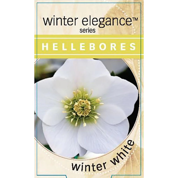 Hellebore Single Winter White